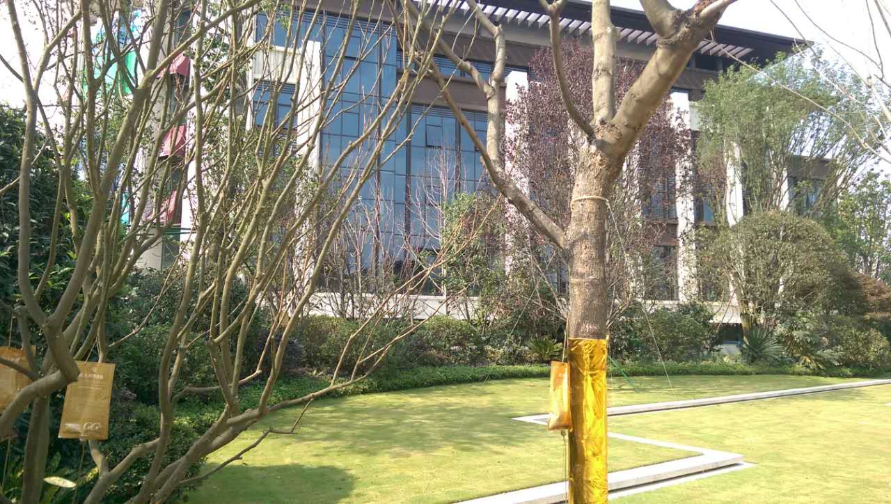 鲁能城最新动态